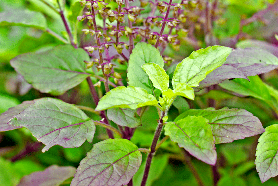 罗勒、圣罗勒、甜罗勒和河南的“荆芥”，到底什么关系？